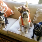 Welcome to K9dness Training and Pet Services